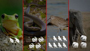 Biodiversity: SOS animals