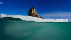 Alzheimer's, fighting fires, energy from organic waste