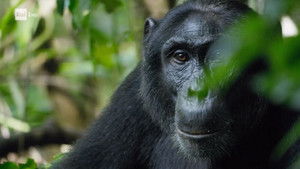 Courtship in the rainforests