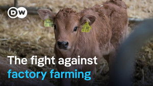 Butchers fighting cheap meat