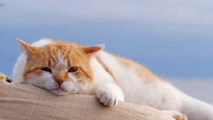 Kamakura: Local Favorites