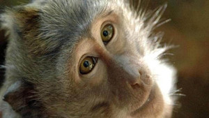 The world of monkeys