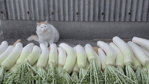 Kumamoto: Food and Exercise on Yushima