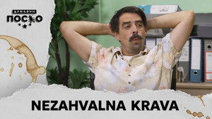 2415 Nezahvalna krava