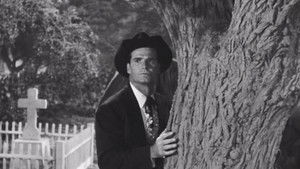 The Cats of Paradise