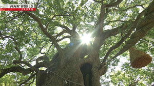 The Future of an A-bombed Shrine