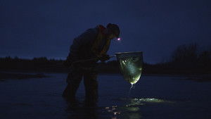 The Million Dollar Baby Eel Deal