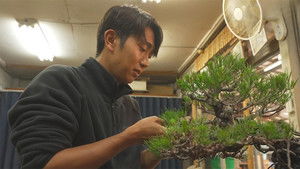 Bonsai Village: Growing a Small Universe in a Pot