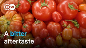 How sustainable are tomatoes?