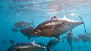 Kushimoto: Life at the Water's Edge