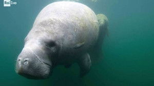 North America, smart working, and the perfect pizza