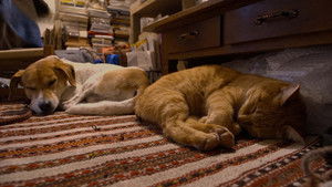 Yamaguchi: Surrounded by Green