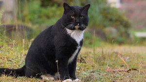 Kagawa: Cats Along a Pilgrimage Route